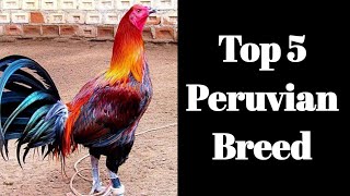 TOP 5 PERUVIAN BREED