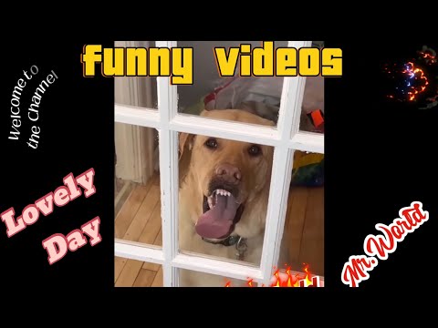 Try not to laugh,  compilation of very funny videos, summary of the week.