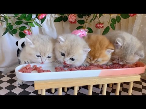 可憐な子猫たちがスナックタイム、とても魅力的！♥