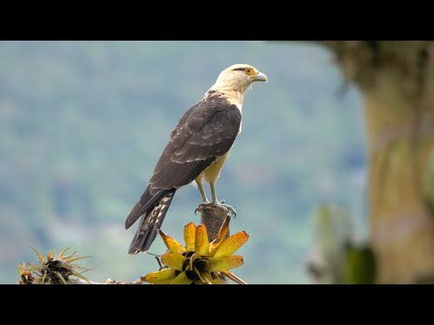 Yellow-headed Caracara and its Call