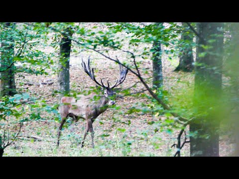 🦌First Chance, Last Chance: A Hunter's Lesson🎯