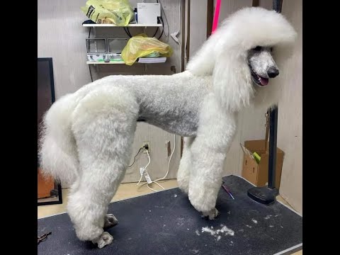 Become a Certified Groomer at MasterGroomersAcademy.com