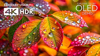 Explosive Colors💥Fantastic HDR 4K 120 FPS Dolby Vision - 4K Video