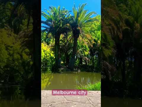 Paradise in the middle of Melbourne CBD #botanicgarden #tropicalbotany #botanic #treefern #australia