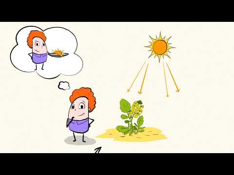 Photosynthesis - the plants’ superpower | MightyOwl Science | Kindergarten