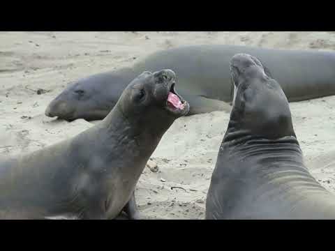 Seals! Acrobats of the Ocean! #SealLife #OceanLovers #UnderwaterWorld