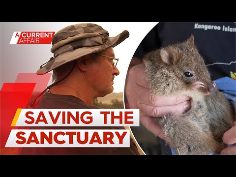 Bureaucracy puts Victorian wildlife sanctuary under threat | A Current Affair