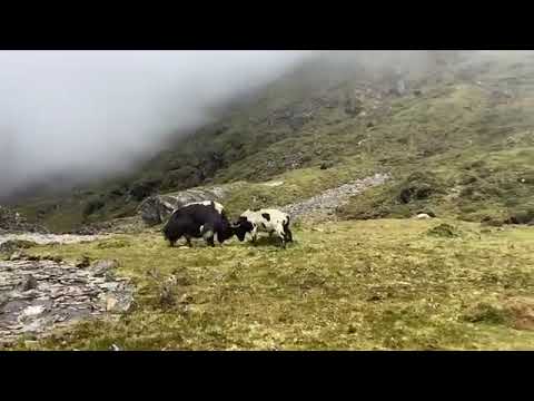 The male yak fought with another male yak.