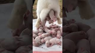 Cute rabbit baby😍#shorts #rabbit #shortsvideo #short