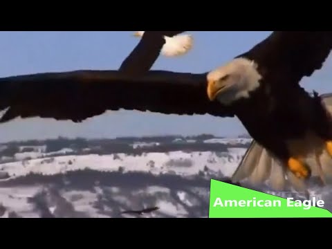 All About American Eagle Nature Documentary