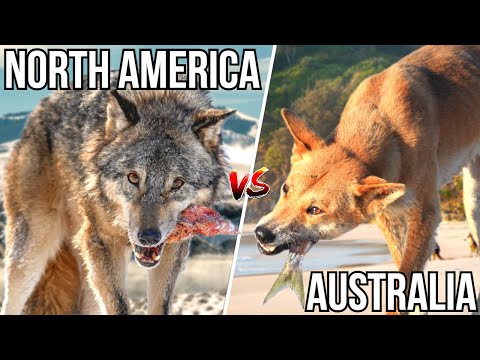 6 Apex Predators That Would Take Over If North America And Australia Merged