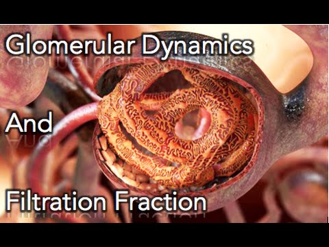 Renal Physiology - Glomerular dynamics & Filtration Fraction - MADE EASY