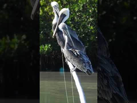 Brown Pelicans #shorts  #wildlife