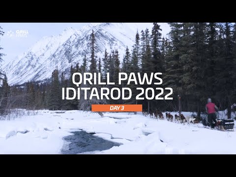 Iditarod Highlights | DAY 3 | QRILLPAWS 2022