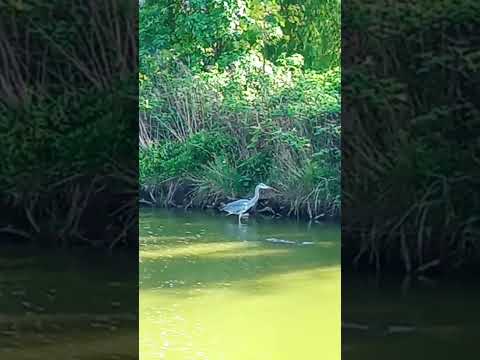 heron is a meditation #heron #pond #city