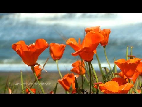 Zen Ocean Waves & Wild Flowers - Wave Sounds Only (No Music)