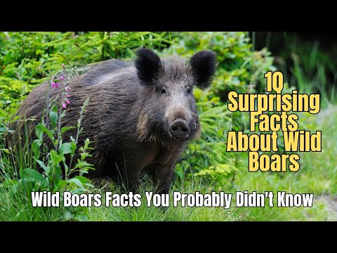 🐷 10 Surprising Facts About Wild Boars You Didn't Know 🐖 Wild Hog Invasive Species 🐽