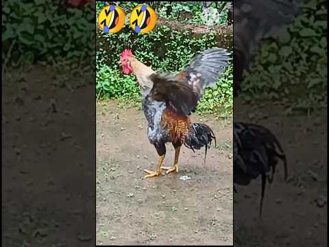 #practice #chicken #rooster #roosterchicken #funnyvideo #shorts