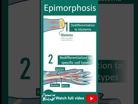 Epimorphosis | Limb regeneration in salamander