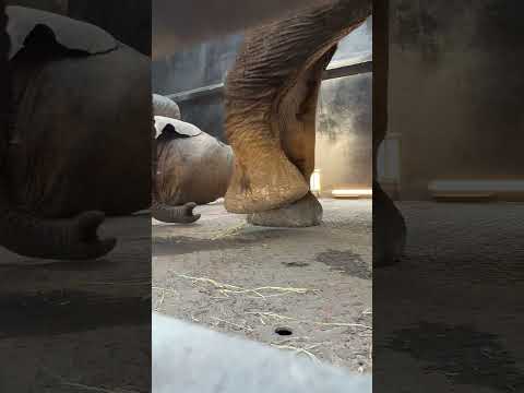 The size of these elephants is amazing! This herd’s part of a successful relocation project! 🐘🌍