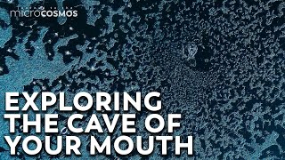 Your Mouth Is A Cave For Microbes