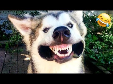 New Funny Cats And Dogs Videos 🐶🤣 Best Funny Animal Videos 🐕😂