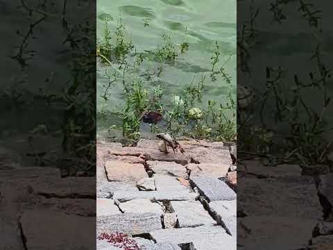 Snake killed big fish in lake but unable to swallow