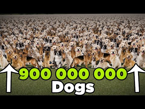 Number of DOMESTIC ANIMALS at scale | 3D