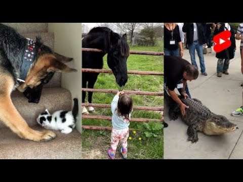 FUNNY Animals Video