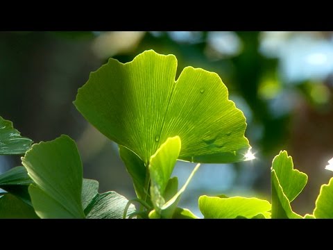 Zen Garden GinkgoTrees - Nature Sounds (No Music) Relaxation, Mindfulness, Meditation