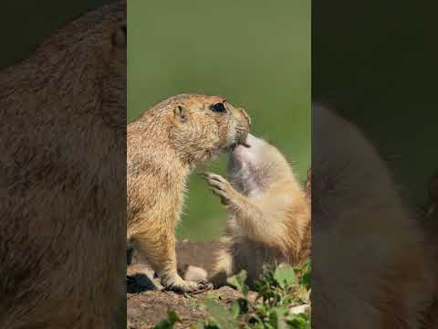 Prairie Dogs are the cousins to the squirrels in your backyard! #PrairieDogs #BabyAnimals