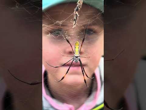 Photography of small creatures is something I really enjoy - this Golden Orb Spider is so beautiful!