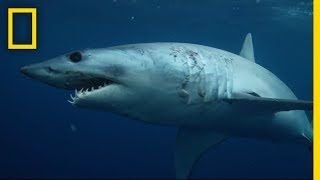 Sharks 101 | National Geographic