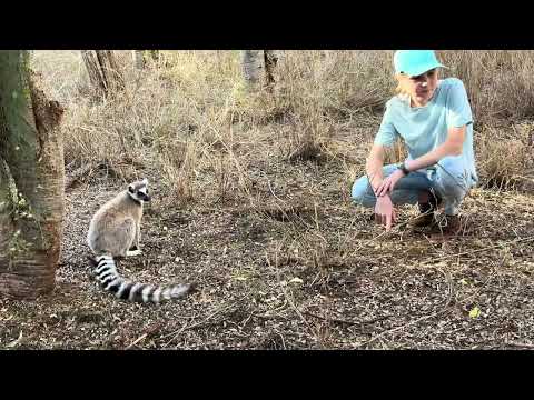 Brooke And The Lemurs! 🙌🏻