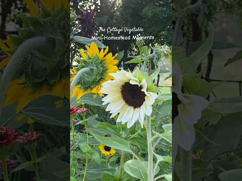 August on the Mini Homestead 🌻☀️ #cottagegarden