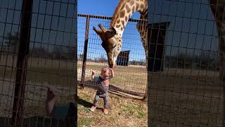 Cute Giraffe Gives Baby Smooches!