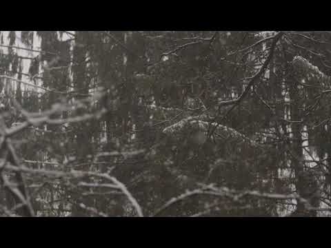 Snowing in a Tree Forest | HD Relaxing Screensaver