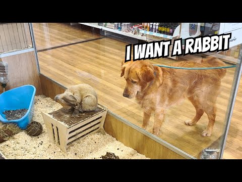 Buying my Dog Everything He Touches