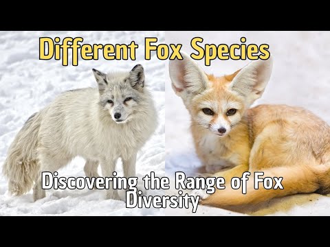 🦊 Discovering the Range of Fox Diversity 🐺 From Fennec to Arctic