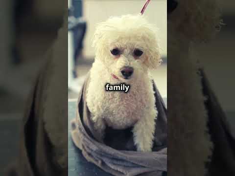 The Charming Bichon Frise A Royal Companion