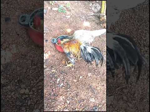 #cock #hen #love #eating #food #shorts #subscribe #viral