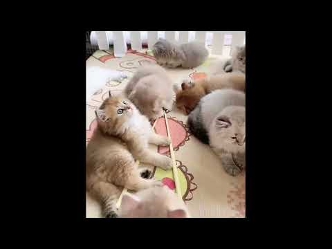 小さな子猫はまさに心を盗む天才です♥