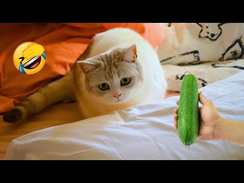 You Won't Believe These HILARIOUS Animal Moments