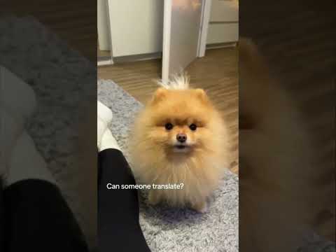 Cute and funny dog 🐶 #shorts #funny #viral #cutedog