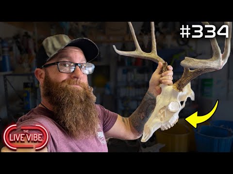 LIVE with a TAXIDERMIST | Dark Hills European Mounts | Live Vibe #334