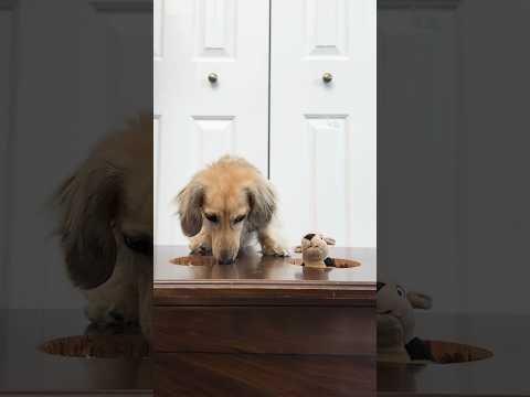 Daphne plays whack-a-gopher!