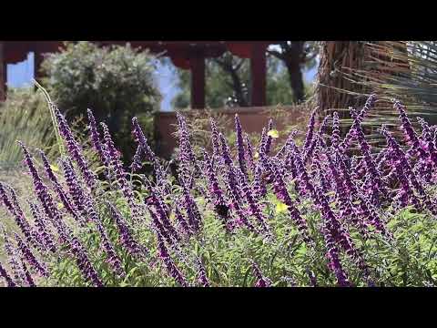 Butterfly's and Mexican  Sage in bloom September 21 2024