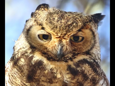 Great Horned Owl lower crossing March 1 2025