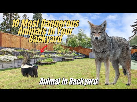 🔥 10 Most Dangerous Animals in Your Backyard ❗Backyard Animals ❌