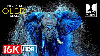 The Coolest Dolby Vision 16K HDR 60fps (8K Video ULTRA HD)